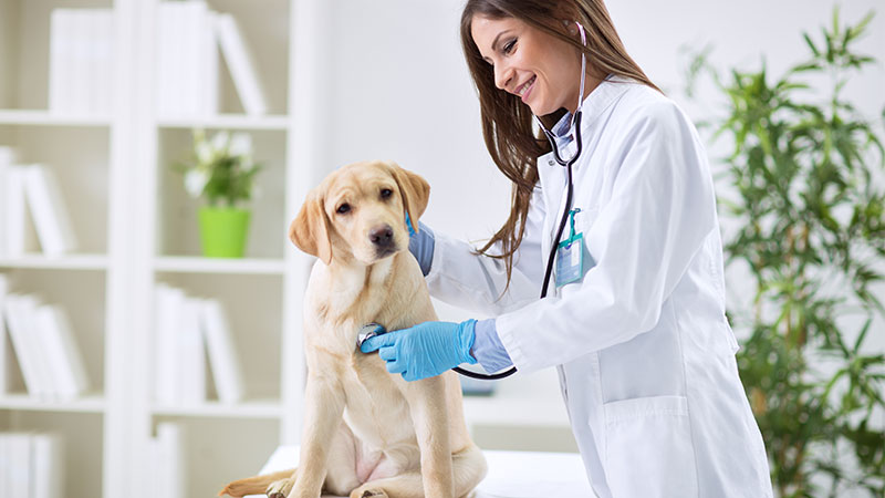 veterinaria che visita un cane